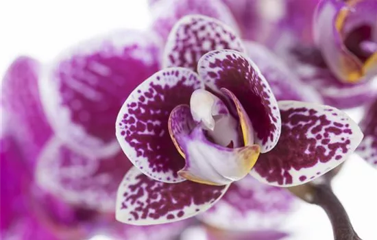 Orchideen für Anfänger und Profis