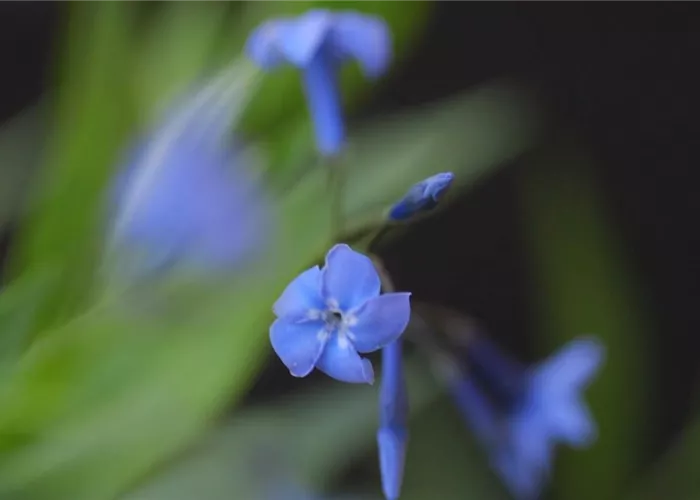 Texas Blaustern - Einpflanzen im Garten