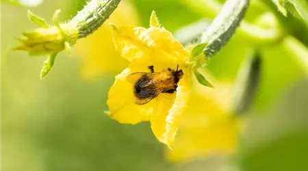 Cucumis sativus