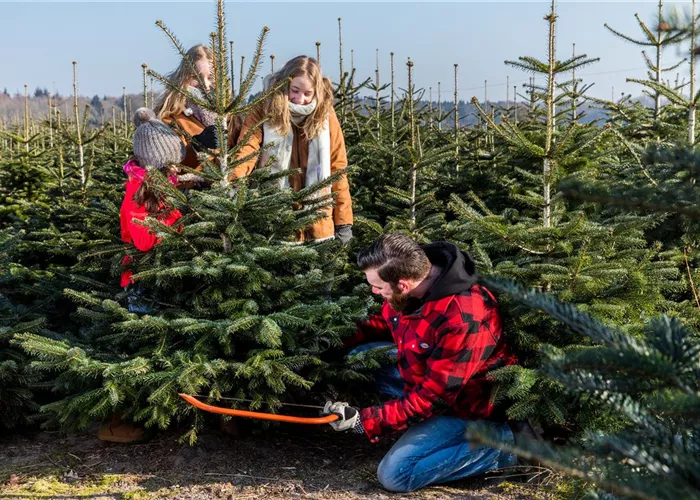 Weihnachtsbäume