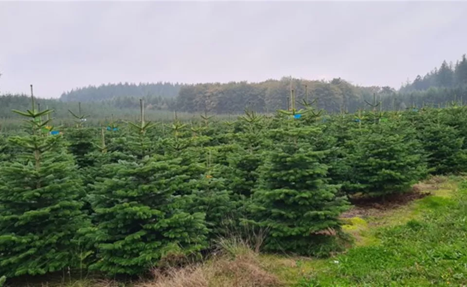 weihnachtsbaume3.jpg